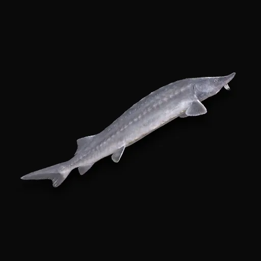 Esturgeon Beluga