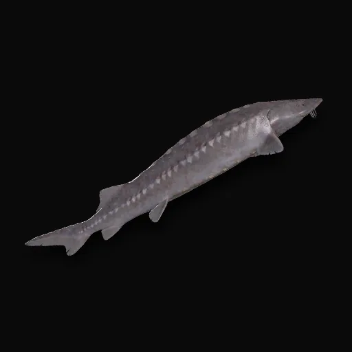 Esturgeon de Mer Européen