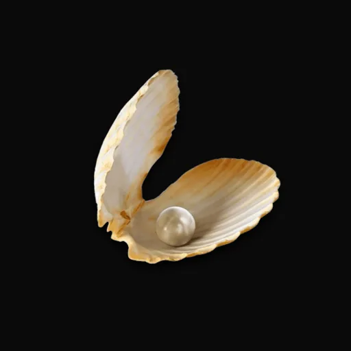 Huître à Perle de Mer du Sud
