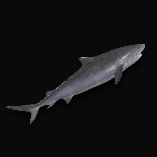 Requin Tigre